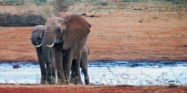 Elephants