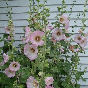 A Pale Pink Hollyhock