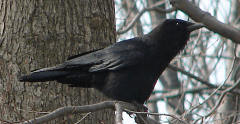 Crow