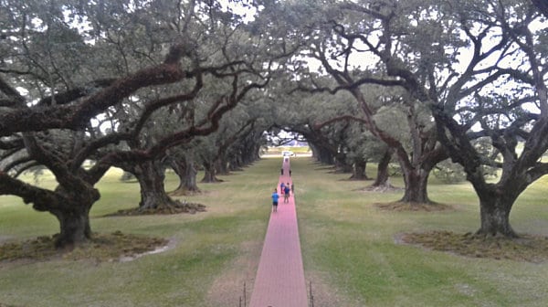 Live Oaks in front of Laura Plantation House