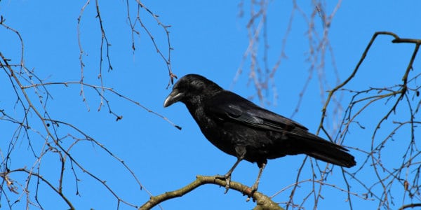 The Crow