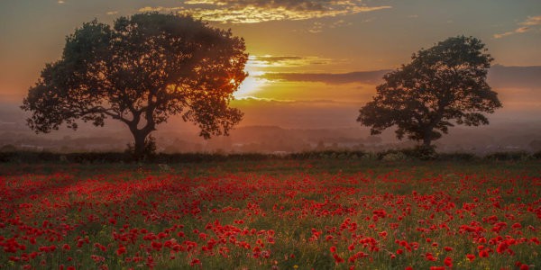 Peace and Poppies Honoured