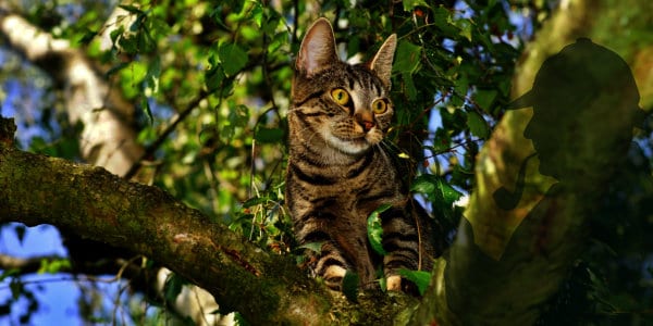 Baby in the Tree Top