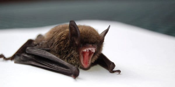 Saving Wildlife, One Bat At A Time