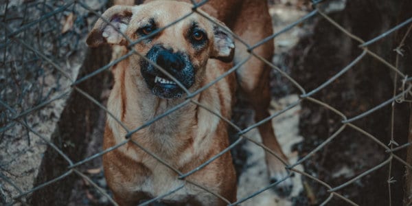 Growling dog behind fence