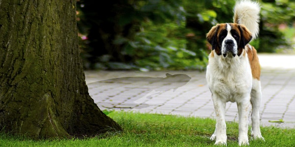 St. Bernard dog standing beside tree with the detective's shadow behind it. 