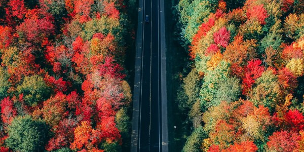 Car on road with fall coloured trees on both sides, viewed from above.