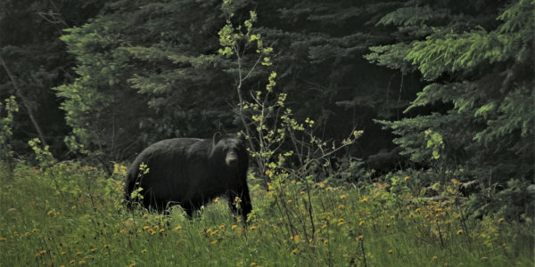 Black bear in field with trees in background