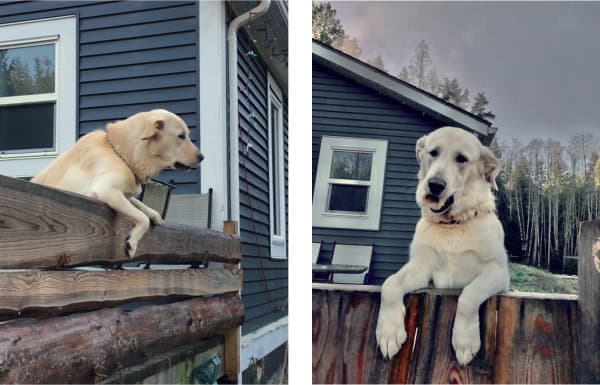 Two pictures of Aspen, the labrador, hanging over the fence.