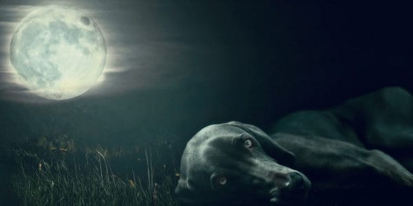 Black dog lying in grass with big moon in sky.