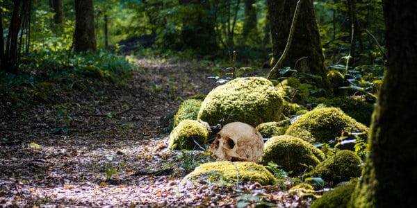 Human skull lying beside trail in forest.