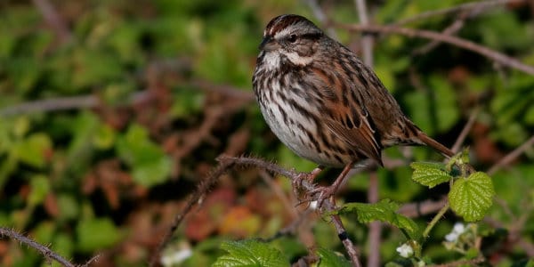 Song Sparrow