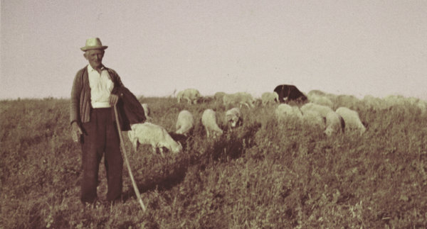 Our hard-working caretaker Ali in front of a flock of sheep.