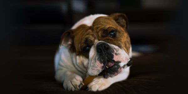 Dog chewing on bone.