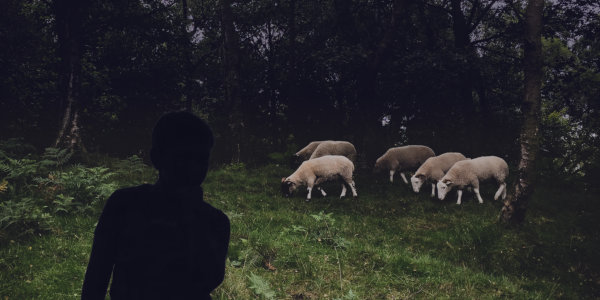 Silhouette of boy watching sheep at dusk.