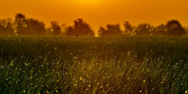 Grass with fireflies during sunset.