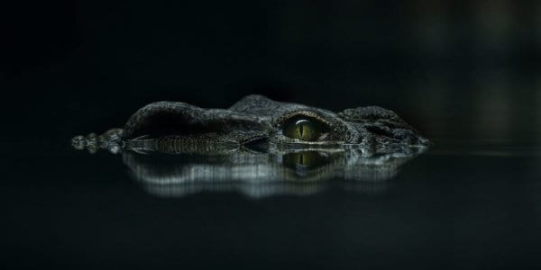 Eye of crocodile in water