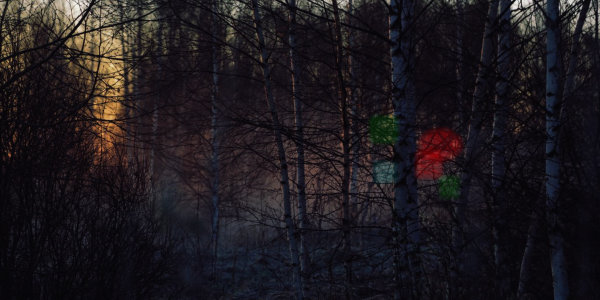 Coloured lights between birch trees at nightfall.