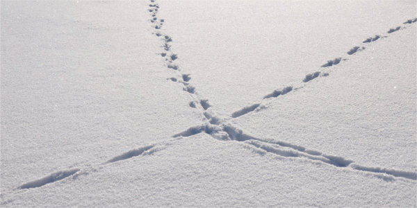 Animal prints in snow.