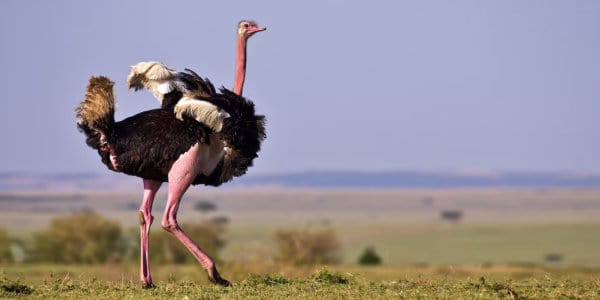 Ostrich