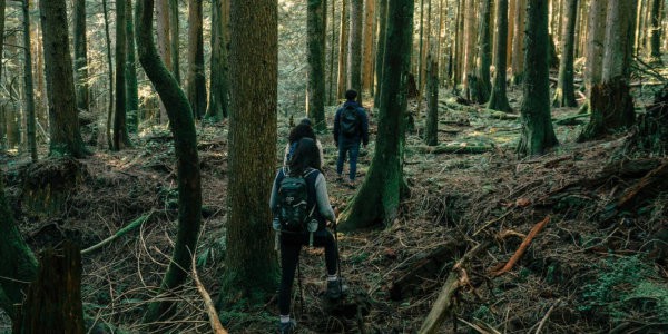 People hiking in forest.