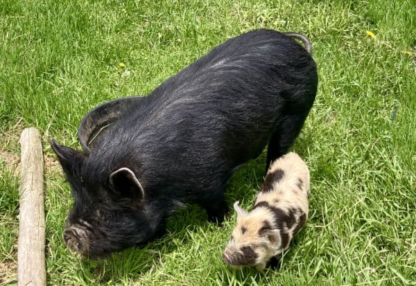 Two pigs in a field.