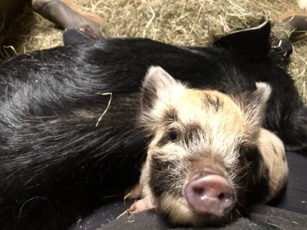 Two pigs on someone's lap.