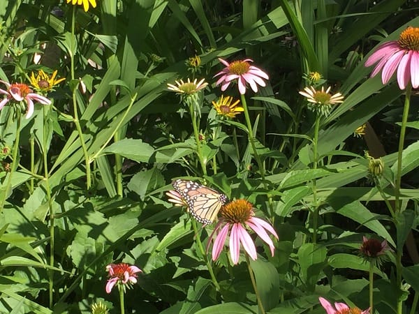 Flower with butterfly