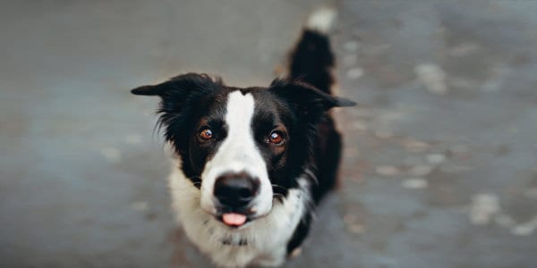 Black and white sheppard dog looking into camera with tongue out.