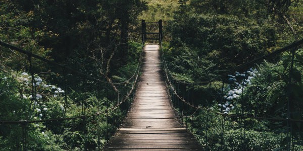 Walking bridge in forest