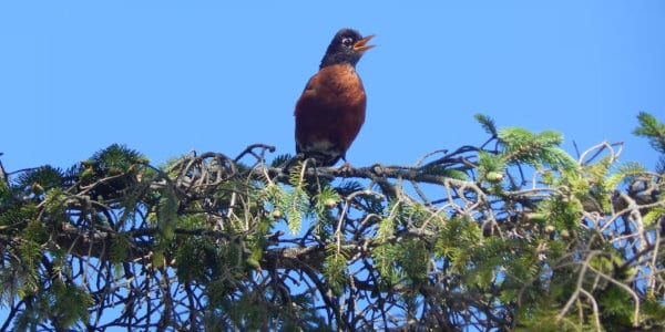 Robin singing on tree branch with blue sky in background.