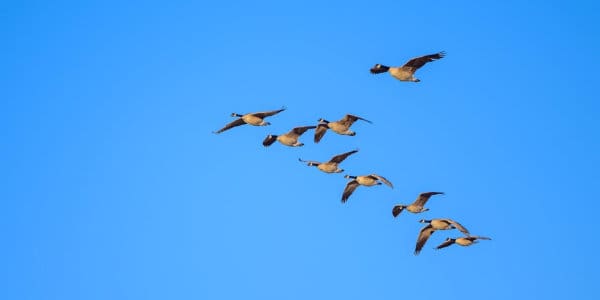 Flock of Canada Geese flying with blue sky in background