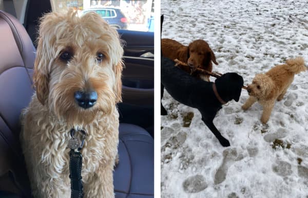 Dog Tua in car and playing with other dogs in dog park