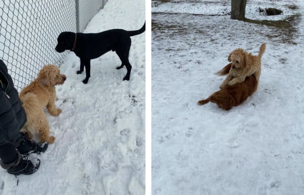 Dog Tua playing in dog park in snow