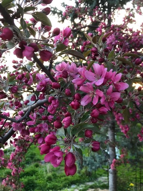 Spring flowers