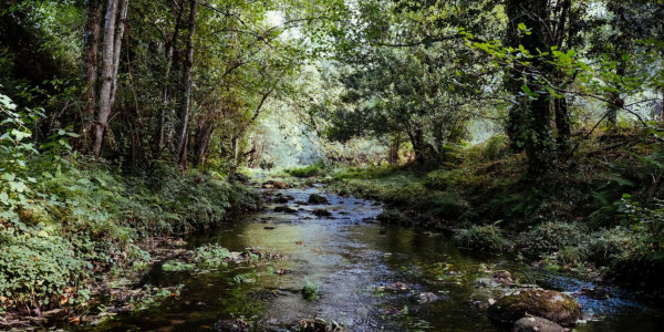 Stream in forest