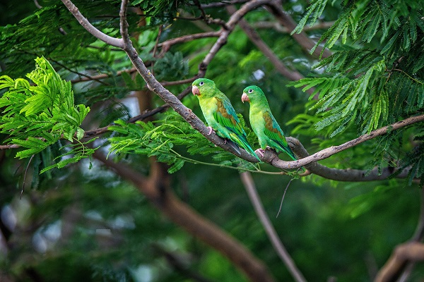 Green parrots in Nicaragua