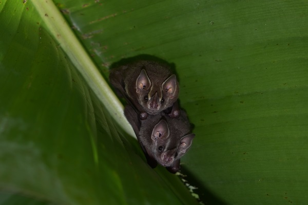 Small bats on a banana leaf