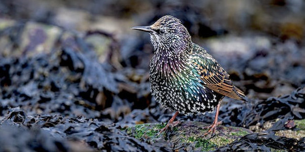 Starling