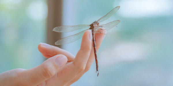 Dragonfly sitting on a woman's hand