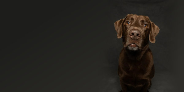 Brown labrador dog with dark background