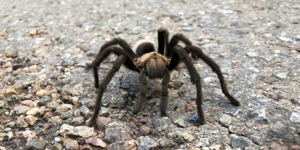 Tarantula spider