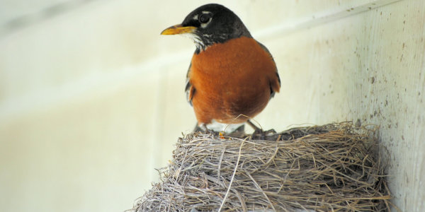 Robin on its nest