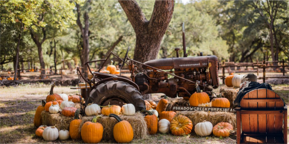 Older man sitting in chair in front of pumpkin display