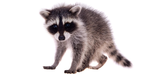 Baby raccoon