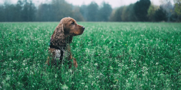 Cocker Spaniel in a field with trees in the background.