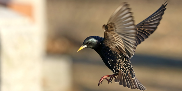 Starling